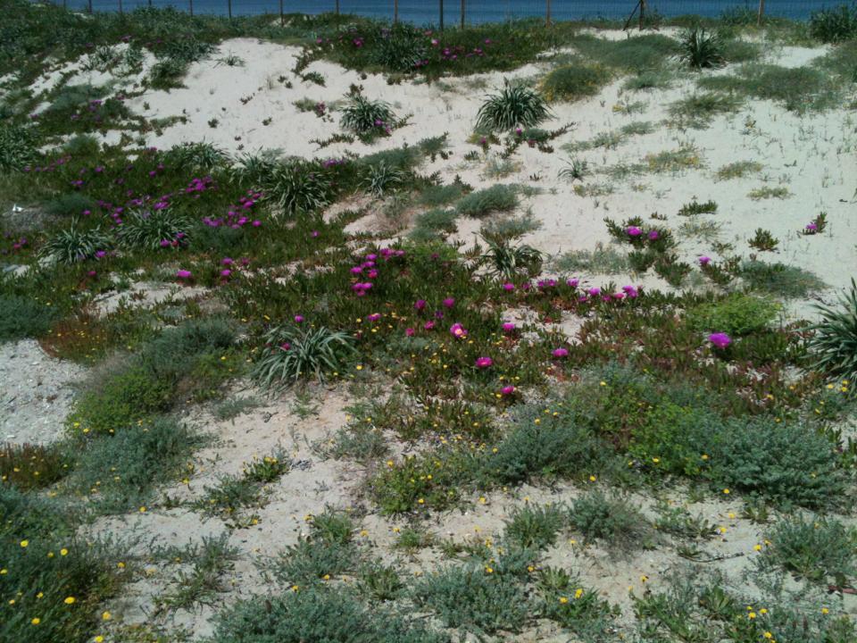 Camping Golfo Dell'Asinara Platamona Εξωτερικό φωτογραφία